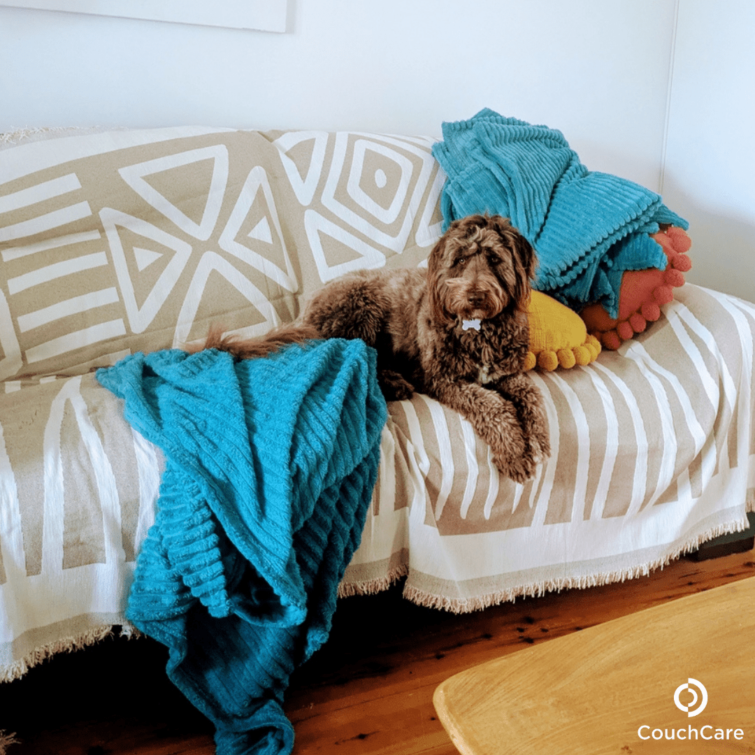 Dogs relaxing on couch with sofa cover and throw blanket