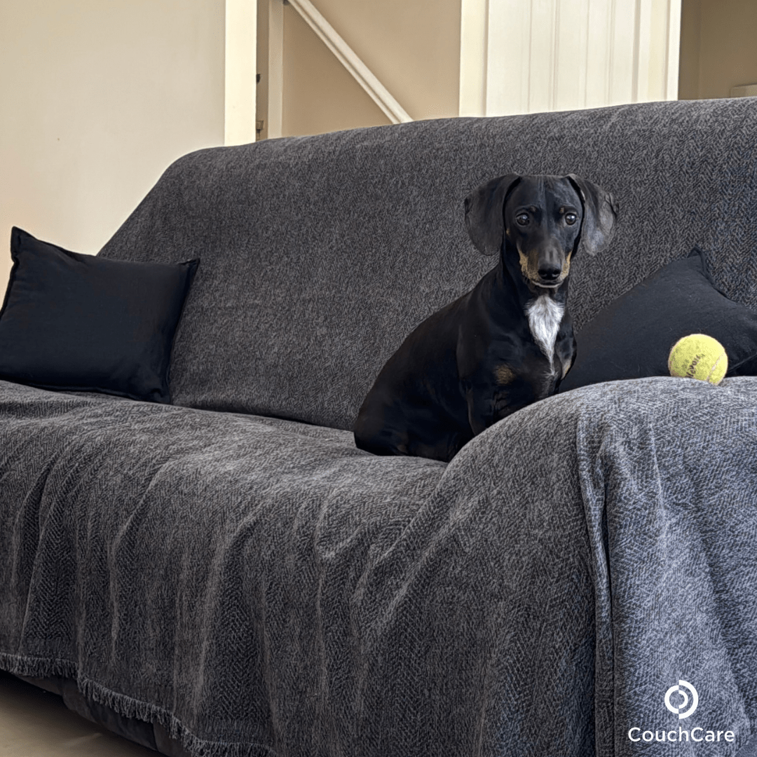 Dog sitting on grey sofa cover in living room