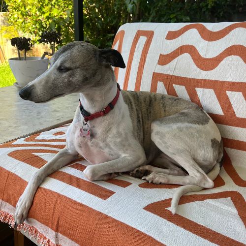 Dog resting on orange patterned sofa cover outdoors
