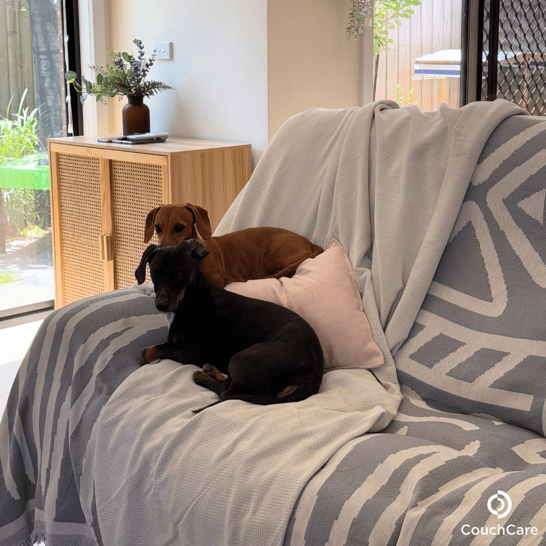 Two dogs relaxing on couch with beige sofa cover