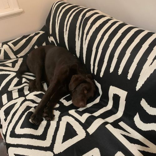 Dog lying on black patterned couch cover
