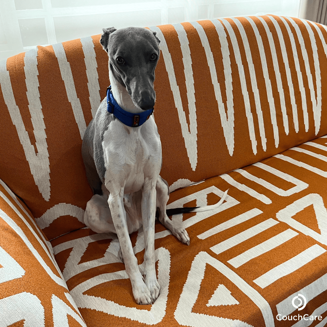 Dog sitting on patterned sofa cover in modern home