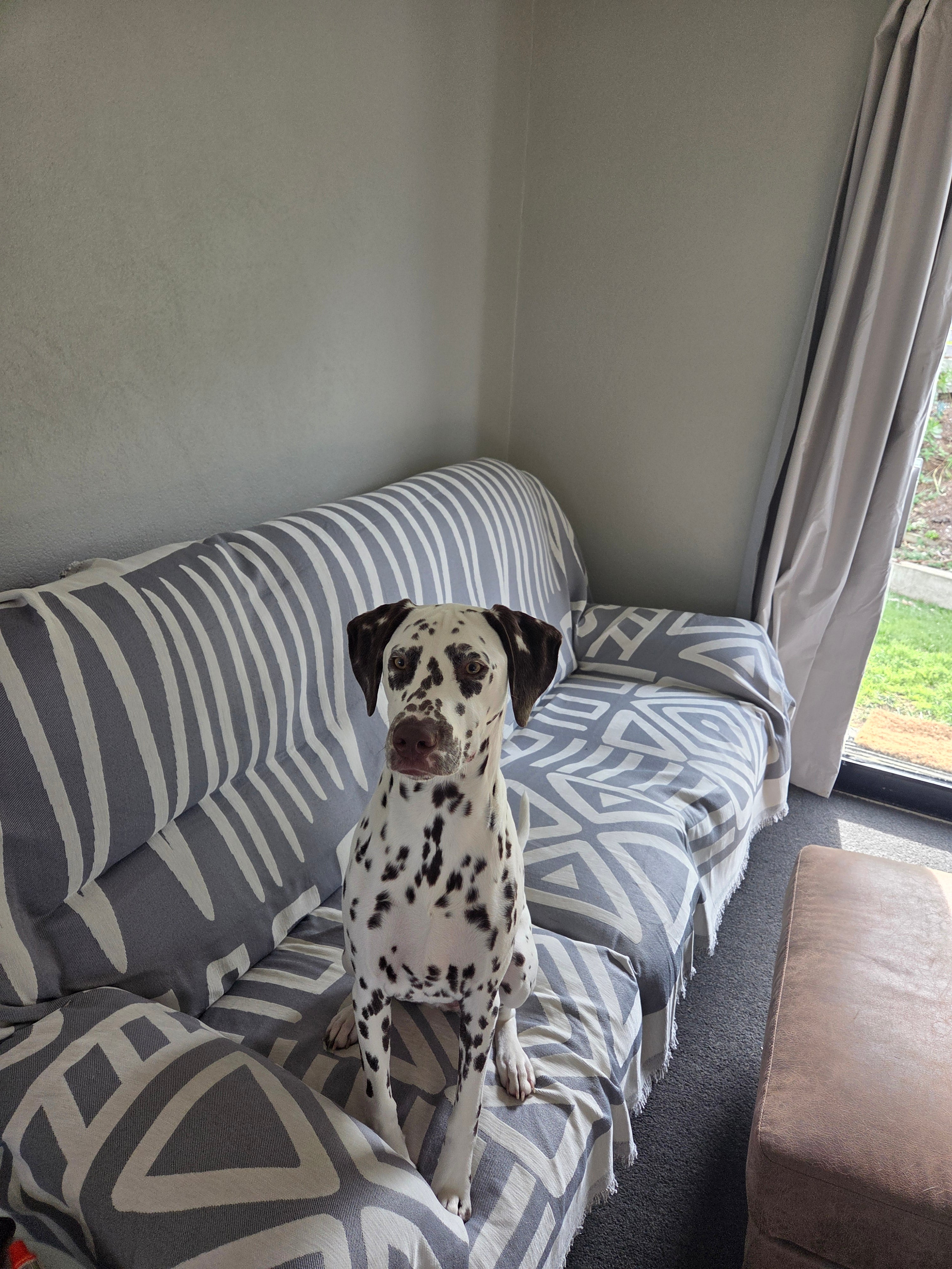 Dalmatian dog on patterned couch cover near window