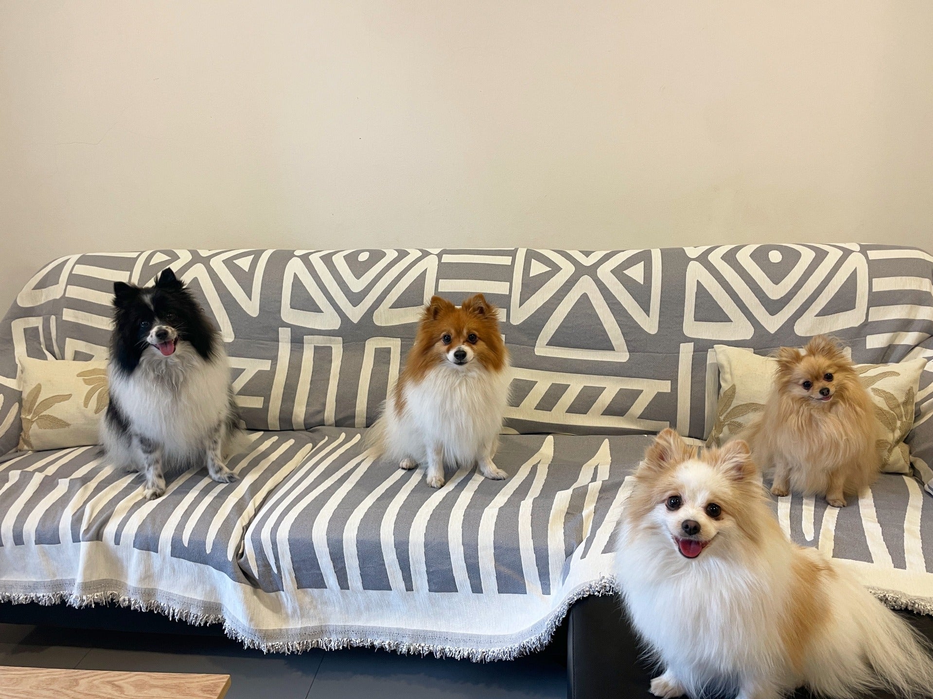 Two small dogs on beige patterned sofa cover