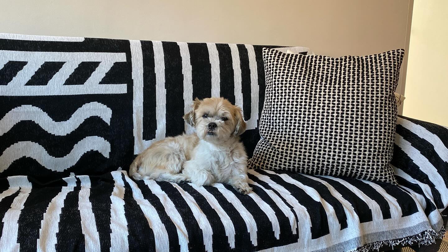 Dog relaxing on black striped sofa cover